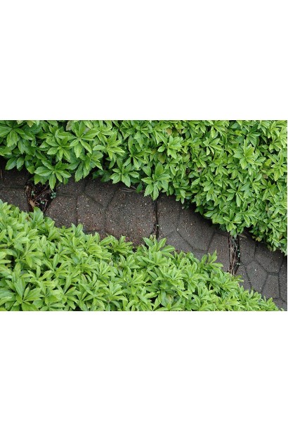 Pachysandra terminalis Green Carpet