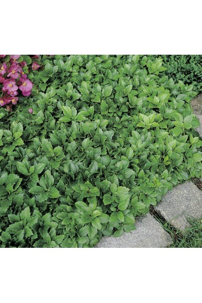 Пухнасте покриття з пахізандри — ідеальне для покриття ґрунту