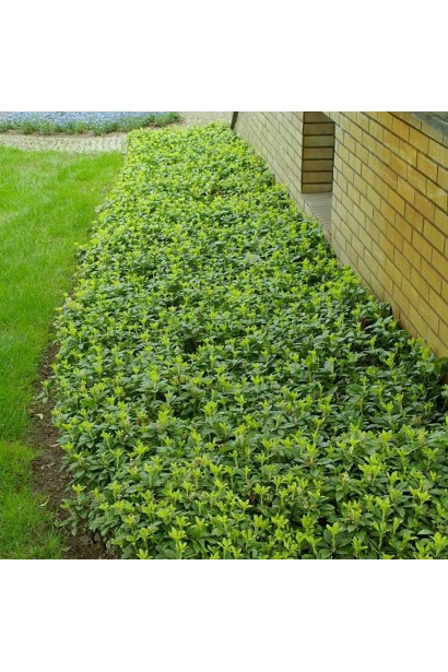 Розкішний зелений килим із пахізандри "Грін Карпет"