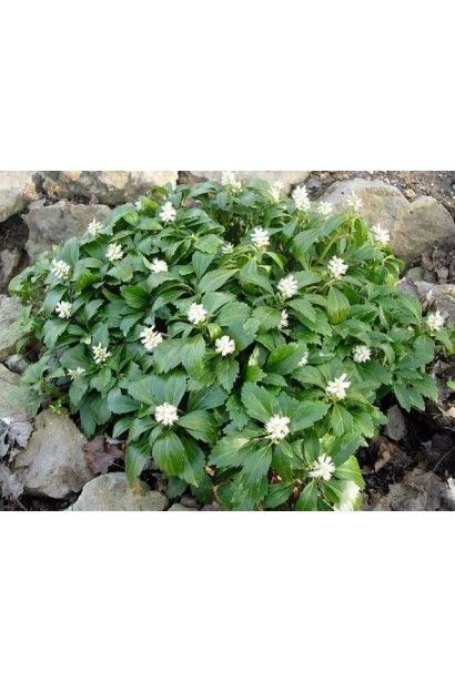 Квіти пахізандра верхівкова Грін Карпет