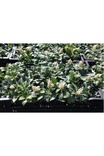 Пахізандра верхівкова Грін Карпет в контейнері