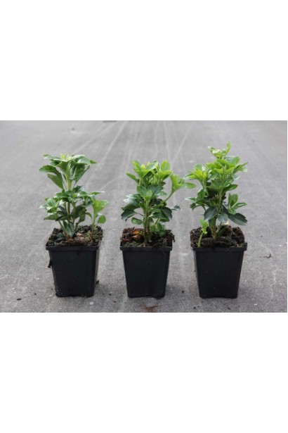 Пахізандра верхівкова Грін Карпет в контейнері