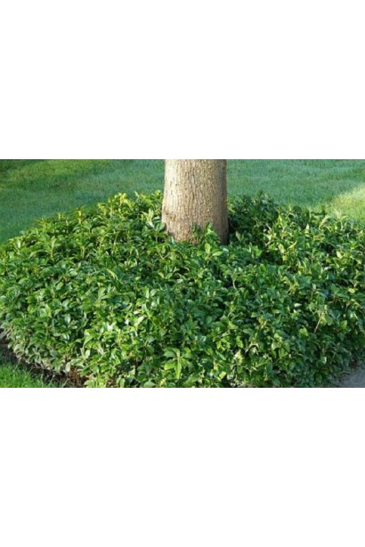 Пахізандра верхівкова Грін Карпет