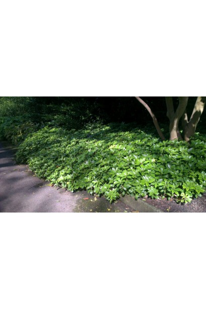 Листя пахізандри "Грін Карпет" зберігає свіжість і восени