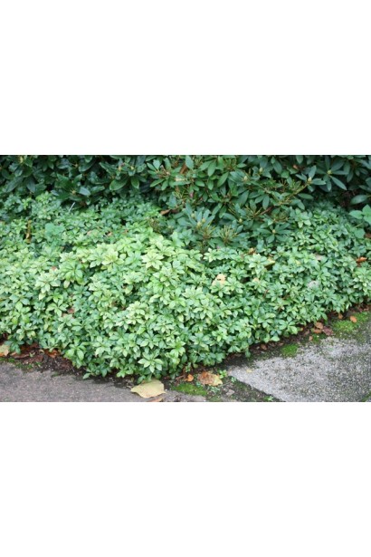 Pachysandra terminalis Green Carpet