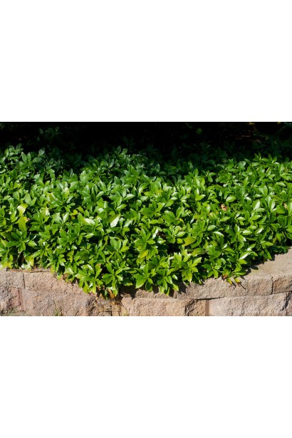 Яскраво-зелене листя пахізандри в ландшафтному дизайні.