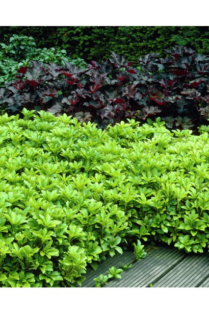 Пахізандра "Грін Карпет" додає елегантності в сад