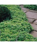 Пахізандра верхівкова Грін Карпет | Пахизандра верхушечная Грин Карпет | Pachysandra terminalis Green Carpet