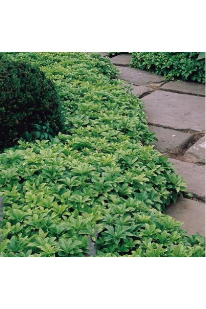 Пухнасте покриття з пахізандри — ідеальне для покриття ґрунту