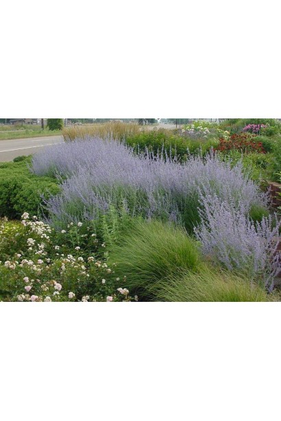 Лавандові квіти перовскії лебедолистої чудово гармонують із зеленню