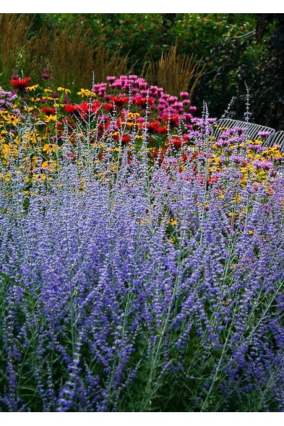 Перовскія лебедолиста — ніжний сріблясто-блакитний акцент у саду