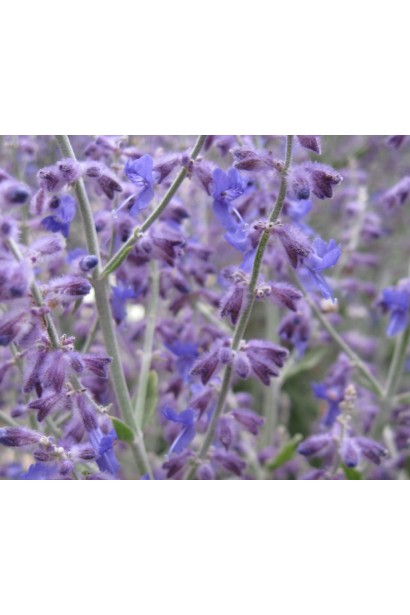 Легкий аромат і витончені квіти перовскії додають чарівності саду