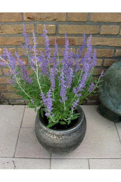 Перовскія лебедолиста в горщику