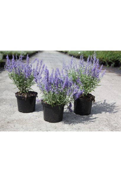 Перовскія лебедолиста в контейнері