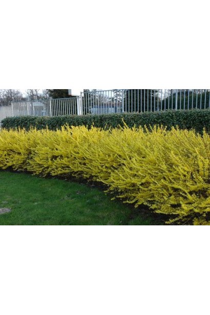 Форзиція проміжна Марі Д’Ор - жива огорожа