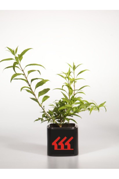 Форзиція Марі Д’Ор