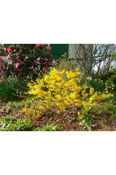 Forsythia intermedia Maree d’Or ® у період пишного цвітіння.