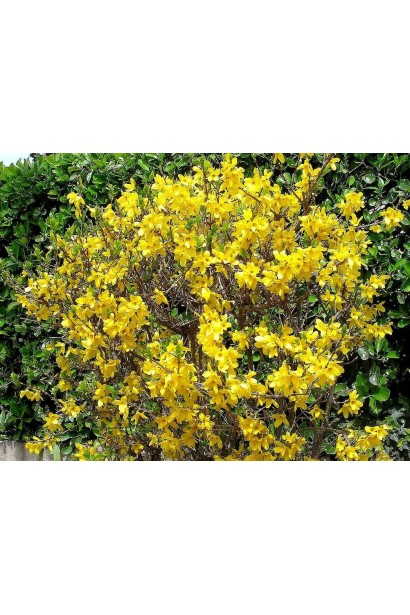 Компактний кущ форзиції Марі Д’Ор ® прикрашає ландшафт.