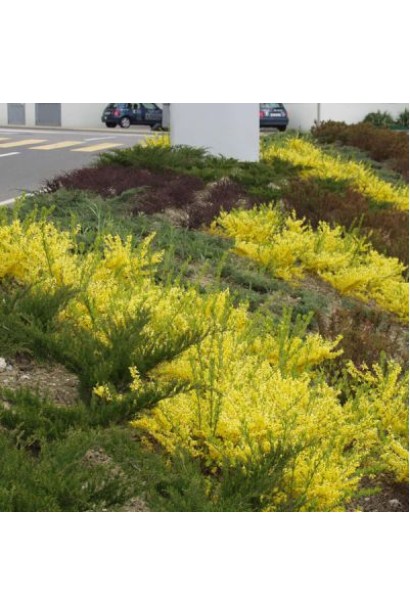 Forsythia intermedia Maree d`Or