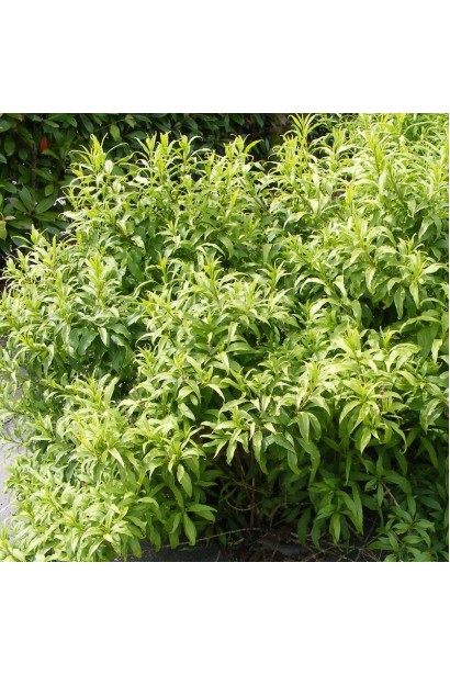 Форзиція проміжна Марі Д’Ор ®