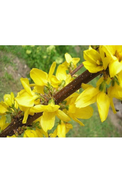 Яскраво-жовті гілки форзиції Марі Д’Ор ® крупним планом.