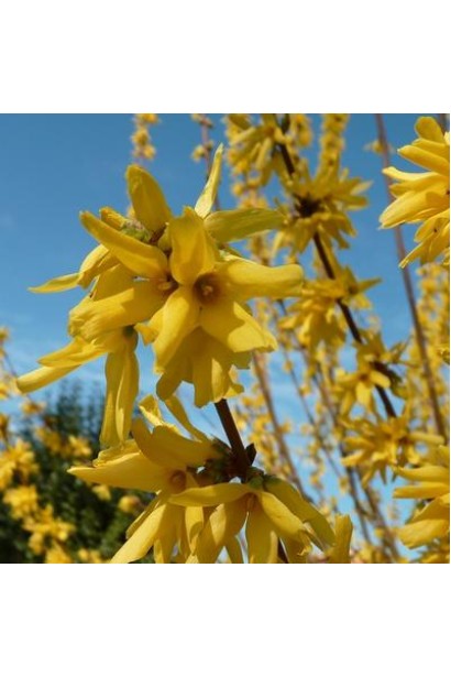 Яскраво-жовті квіти форзиції Марі Д’Ор ® у весняному саду.