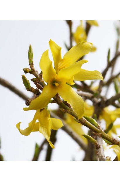 Форзиція проміжна Марі Д’Ор