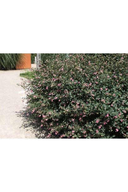 Сніжноягідник Меджик Беррі – декоративний чагарник із густим листям.