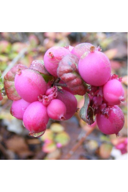 Сніжноягідник Magic Berry – рожеві ягоди зберігаються взимку.