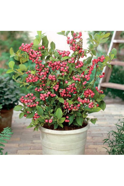 Symphoricarpus Doorenbosii Magic Berry – універсальний чагарник для саду.