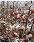 Сніжноягідник Доренбоза Меджик Беррі | Снежноягодник Доренбоза Мэджик Бери | Symphoricarpus Doorenbosii Magic Berry