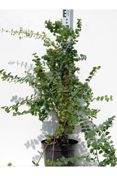 Сніжноягідник Доренбоза Меджик Беррі 5л/80см/Ø40см