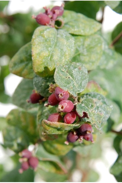 Symphoricarpus Magic Berry – дрібні зелені листочки влітку.