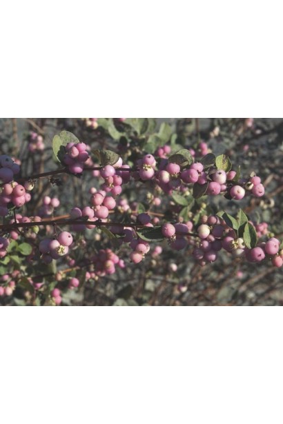 Symphoricarpus Magic Berry – кущ середнього розміру з декоративними плодами.