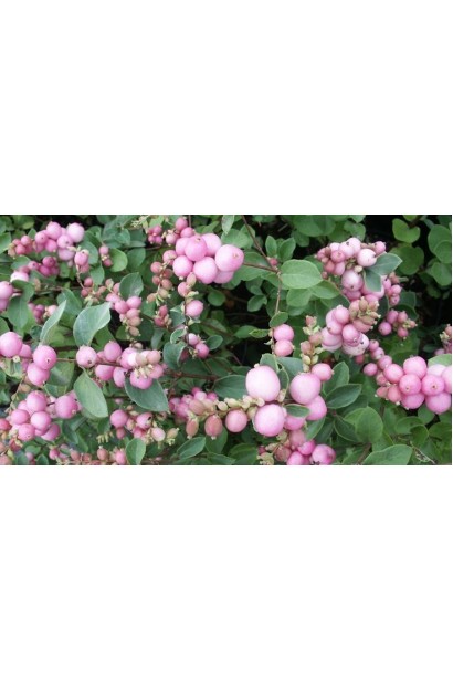 Symphoricarpus Magic Berry – компактний кущ із яскравими рожевими ягодами.