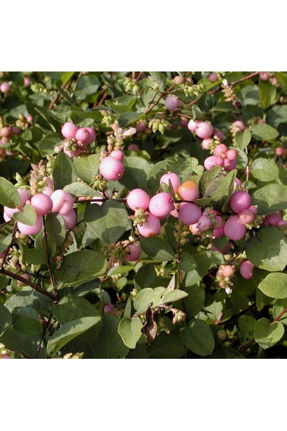 Сніжноягідник Меджик Беррі – приваблює увагу яскравими ягодами.
