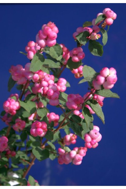 Symphoricarpus Doorenbosii Magic Berry – рожеві ягоди восени.