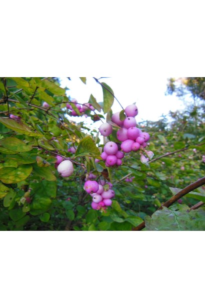 Саджанець сніжноягідника Magic Berry – невибагливий до умов вирощування.