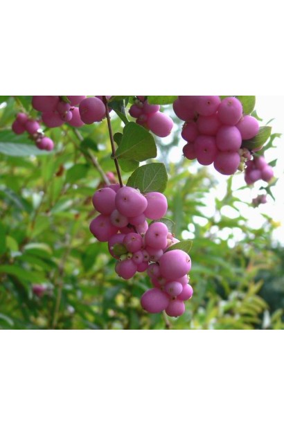 Сніжноягідник Меджик Беррі – яскравий акцент для ландшафтного дизайну.