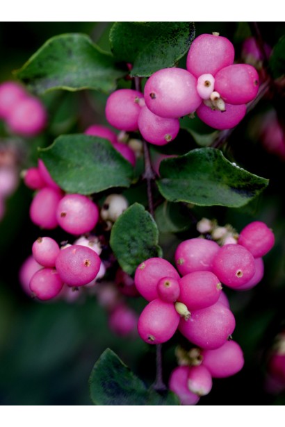 Саджанець Magic Berry – ідеальний для бордюрів і композицій.