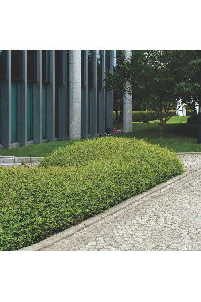 Сніжноягідник Хенкок – універсальний вибір для саду та живоплотів.