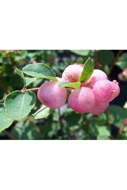 Сніжноягідник Хенаульта Хенкок Ягоди