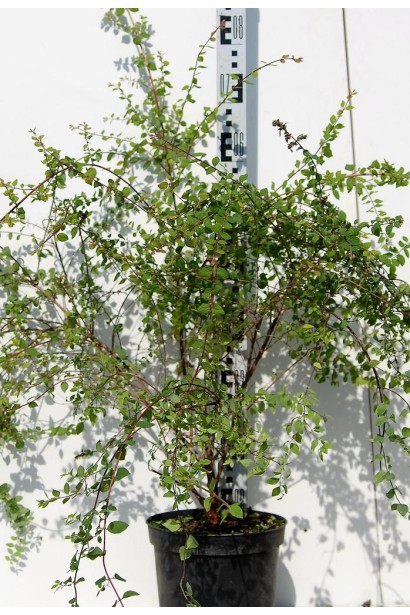 Саджанець сніжноягідника в контейнері 