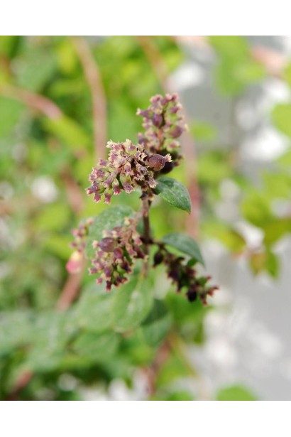 SymphSymphoricarpos chenaultii Hancockoricarpos chenaultii Hancock