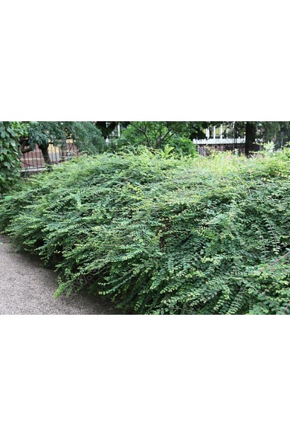 Сніжноягідник Хенаульта Хенкок