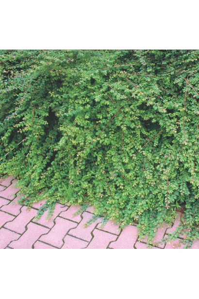 Саджанець сніжноягідника Hancock – компактний варіант для бордюрів.