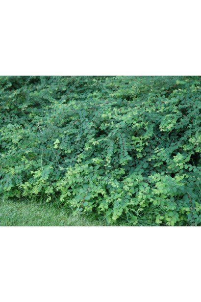 Саджанець Hancock – підходить для міських і сільських ландшафтів.