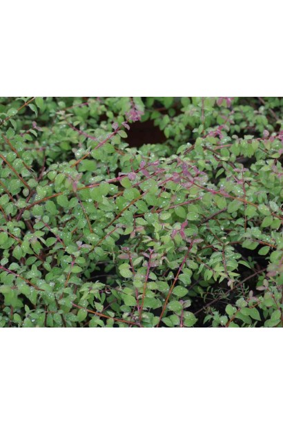 Symphoricarpos chenaultii Hancock