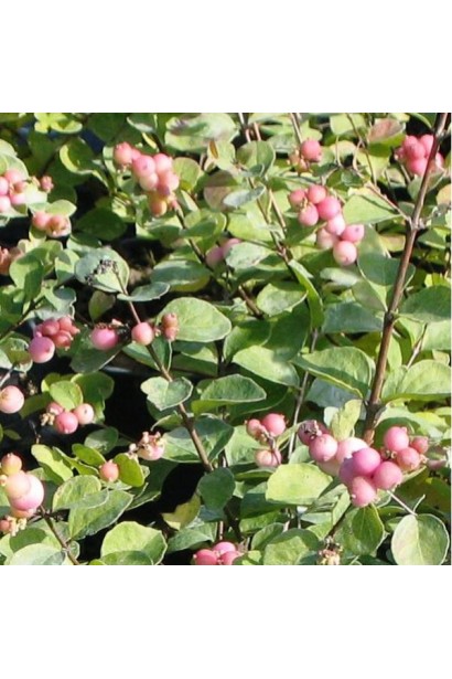 Symphoricarpos Hancock – ґрунтопокривний чагарник із дрібними рожевими ягодами.