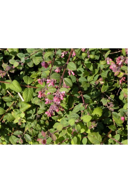 Сніжноягідник Хенкок – ніжні плоди та вічнозелене листя.